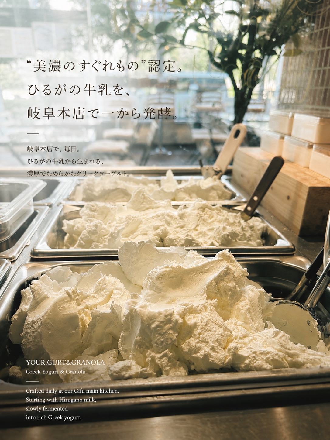 岐阜本店でひるがの牛乳から一から発酵させるグリークヨーグルト