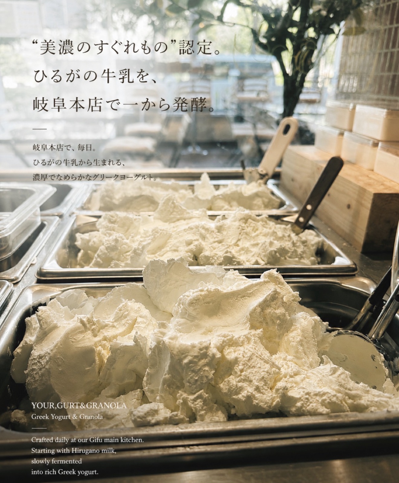 岐阜本店でのグリークヨーグルト発酵の様子